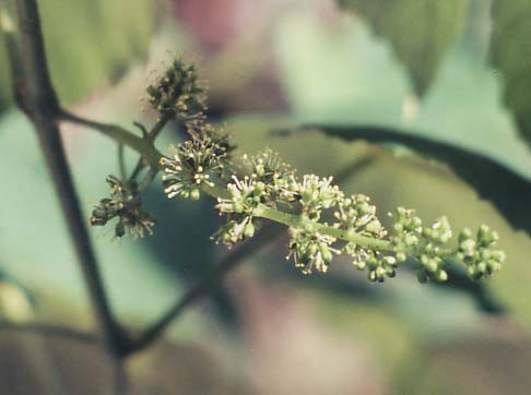 ブドウの開花